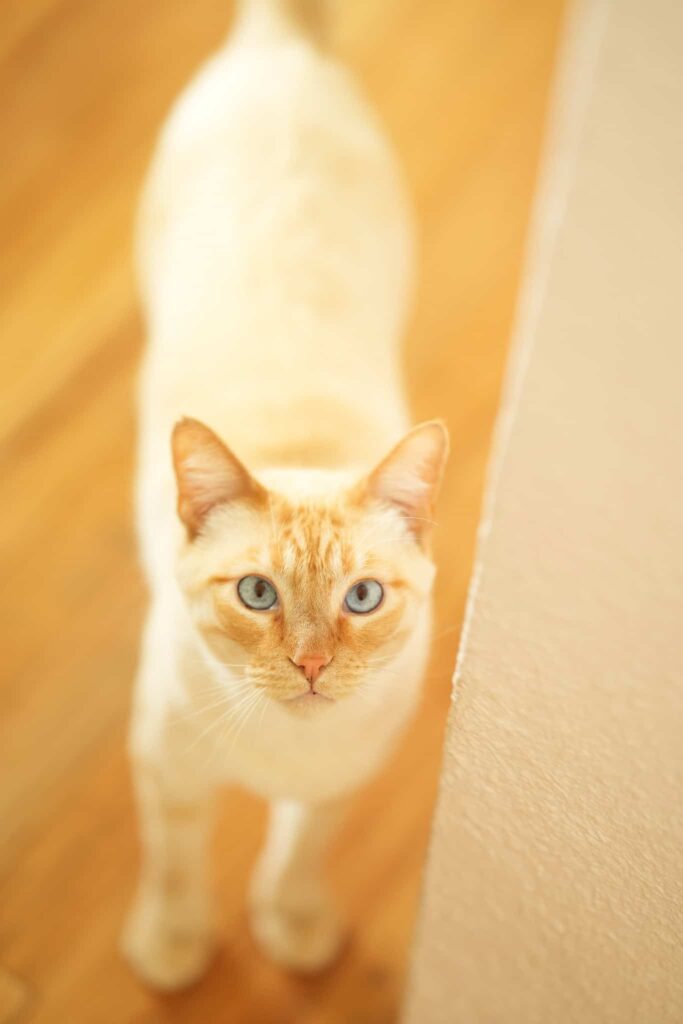 Pet Portrait in Denver at an in-home photo session.